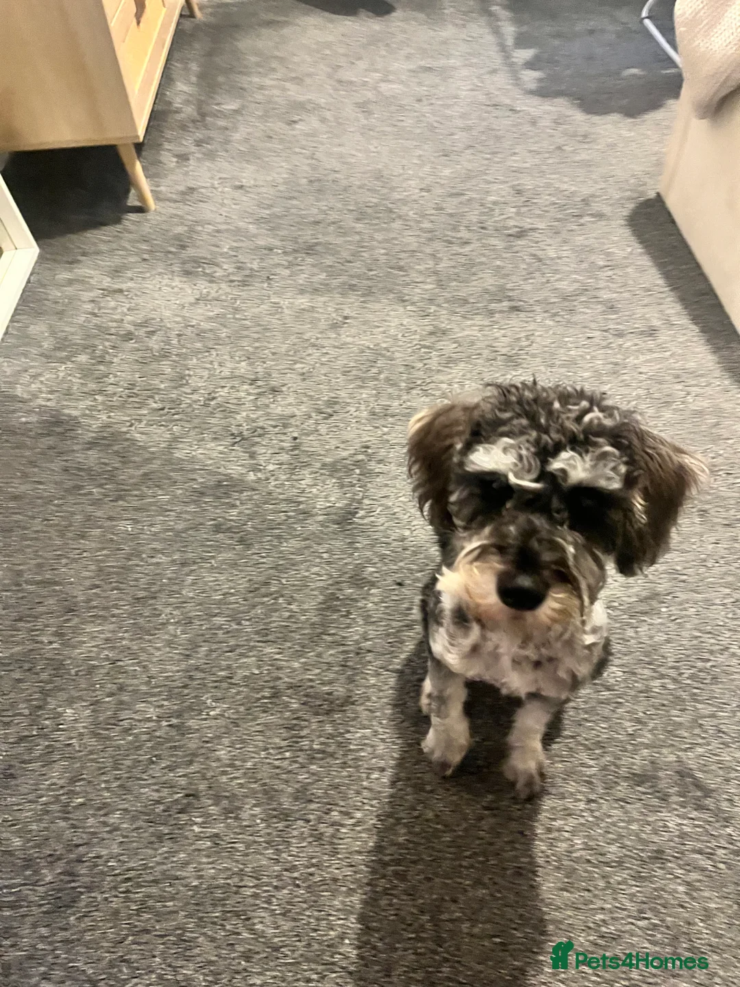 Schnoodle dogs for sale: Schnoodle for sale - Advert 5