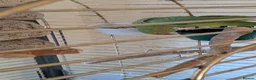 Parrots birds for sale: INDIAN RING NECK PARROT ( MALE ) - Advert 10