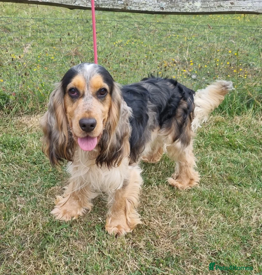 Cocker Spaniel dogs for stud: KC Registered Show  - Advert 1