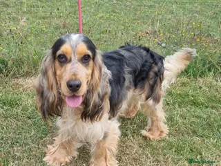 Cocker Spaniel dogs KC Registered Show - Advert 11