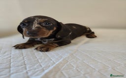 Dachshund dogs for sale: Beautiful dachshund babies  - Image 5