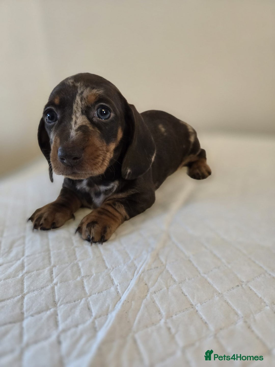 Dachshund dogs for sale: Beautiful dachshund babies  - Image 5
