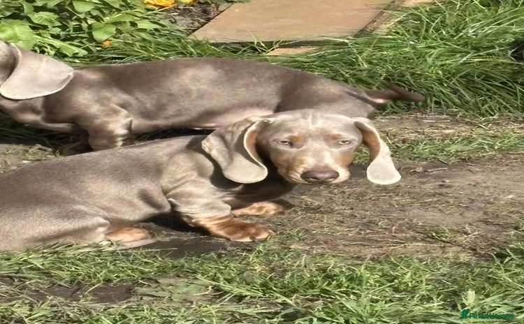 Dachshund dogs - Advert 6