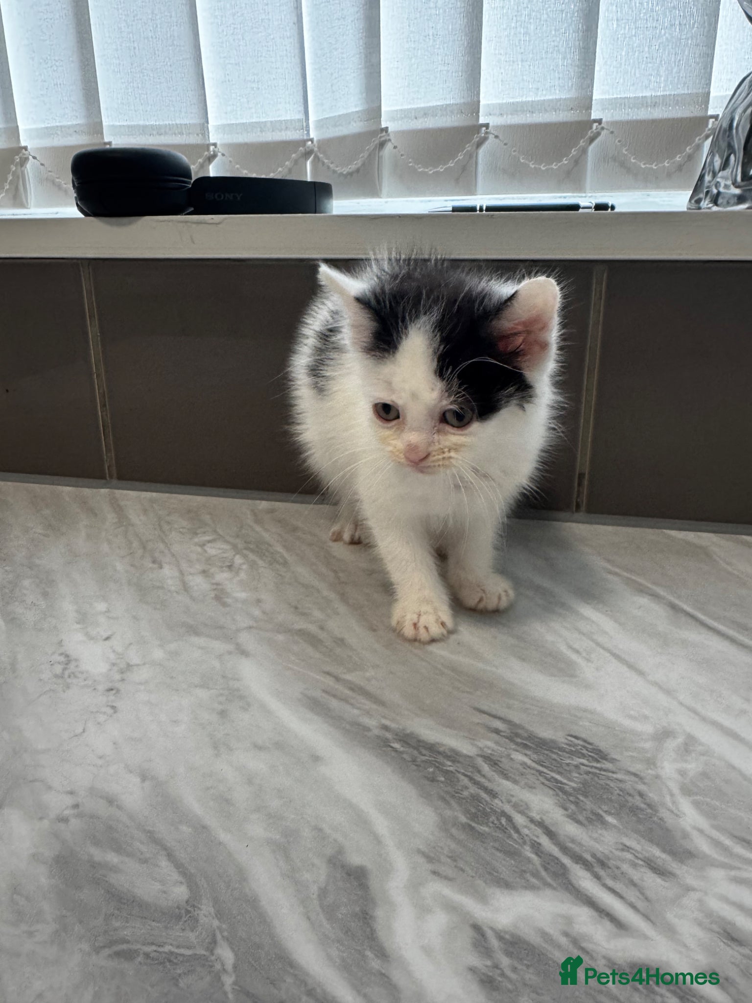 Mixed Breed cats for sale: 3 lovely kittens ready for a new home  - Advert 8