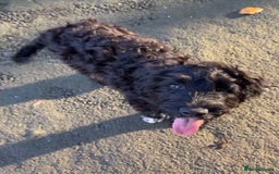 Cockapoo dogs for sale: Male Cockapoo for sale - Advert 2