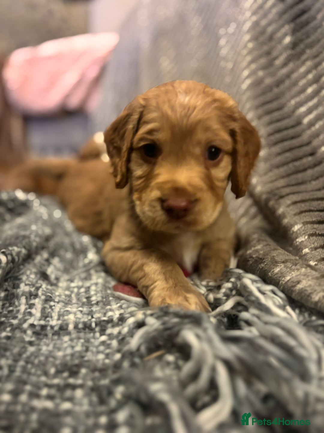 Cocker Spaniel dogs for sale: Pedigree Cocker Spaniels SOLD - Advert 15