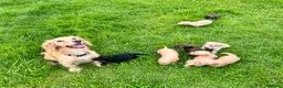 Cockapoo dogs for sale: Gorgeous F1 Cockapoo Puppies 🩷 in Llandinam - Advert 4