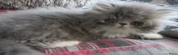 Persian cats for sale: Adorable female Persian kittens - Advert 2