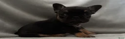 French Bulldog dogs for sale: French bulldogs puppies  - Advert 10