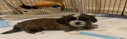 Zuchon dogs for sale: Zuchon puppies looking for forever home £650 - Advert 4