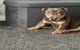 English Bulldog dogs for sale: Female lilac and tan English bulldog - Image 2