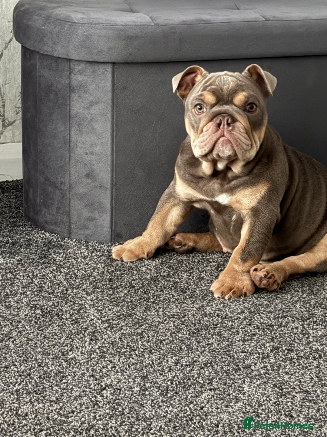 English Bulldog dogs for sale: Female lilac and tan English bulldog - Image 2