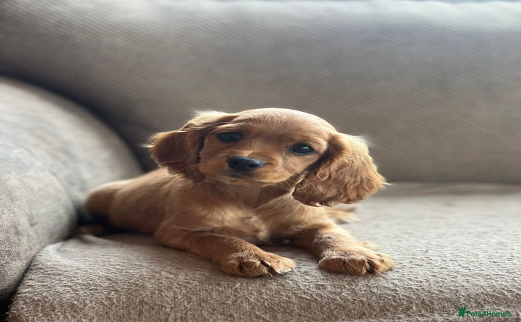 Mixed Breed dogs - Advert 12