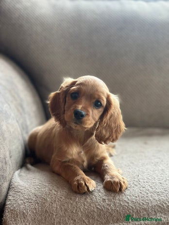 Mixed Breed dogs - Advert 3