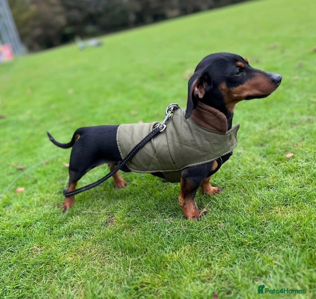 Miniature Dachshund dogs for sale: 4 year old Mini Dachshund for sale - Advert 8