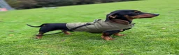 Miniature Dachshund dogs for sale: 4 year old Mini Dachshund for sale in Saint Austell - Advert 1