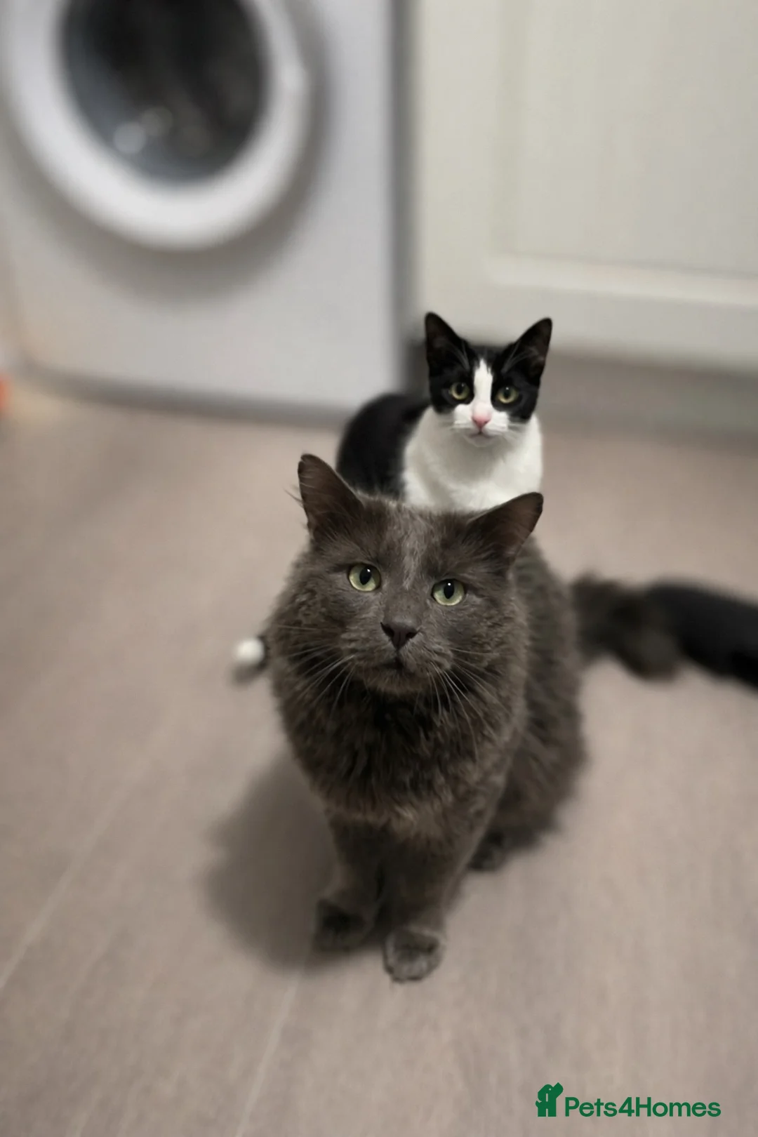 Mixed Breed cats for sale: 2 kittens for sale  in Southampton - Advert 8
