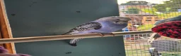 Budgerigars birds for sale: Baby budgies for sale - Advert 9