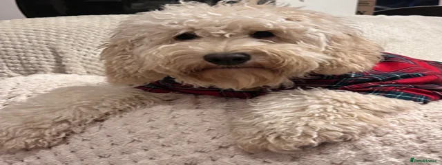 Ted