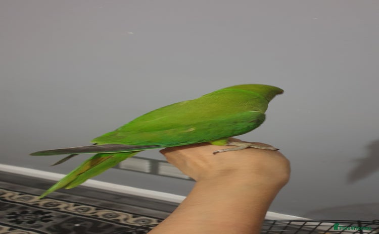 Ringnecks birds - Advert 1