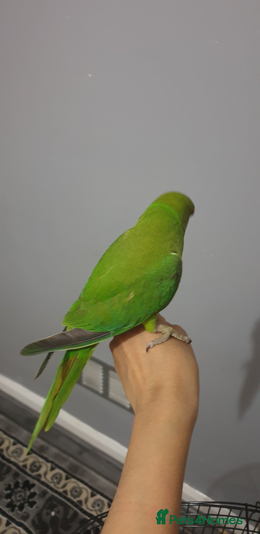 Ringnecks birds for sale: Indian ring nack parrot  - Image 1