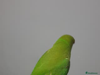 Ringnecks birds Indian ring nack parrot - Advert 10