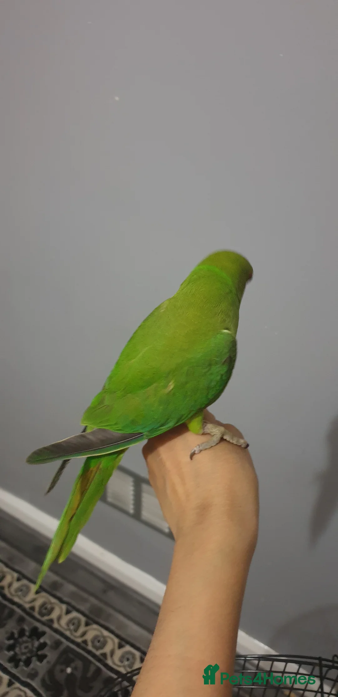 Ringnecks birds for sale: Indian ring nack parrot  - Advert 1