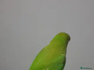 Ringnecks birds Indian ring nack parrot - Advert 11