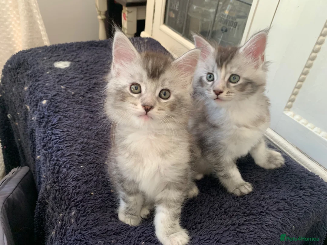 Maine Coon cats for sale: Pedigree GCCF Registered Maine Coon kittens - Advert 1
