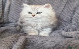 British Longhair cats for sale: Stunning fluffy Maine coon x british longhair  - Image 5