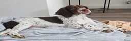 English Springer Spaniel dogs for sale: English Springer Spaniel in Wakefield - Advert 2