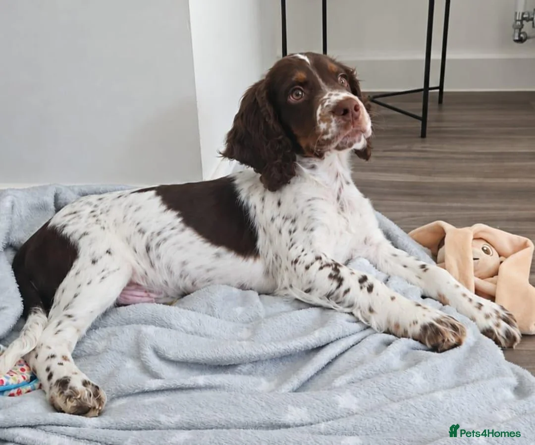 English Springer Spaniel dogs for sale: English Springer Spaniel in Wakefield - Advert 2