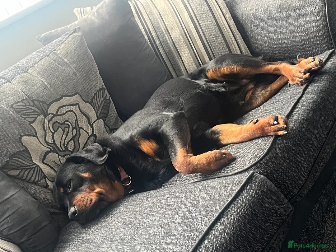 Rottweiler dogs for sale: Female Rottweiler  - Advert 2
