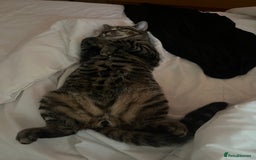 Mixed Breed cats for sale: 2 beautiful boys - Advert 2