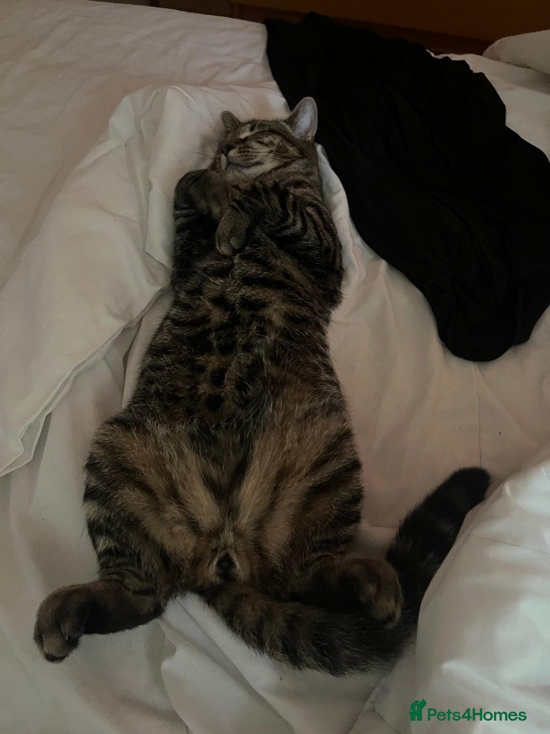 Mixed Breed cats for sale: 2 beautiful boys - Advert 2