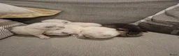 British Shorthair cats for sale: GCCF BSH colour point kittens  - Advert 7
