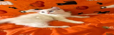 Ragdoll 3