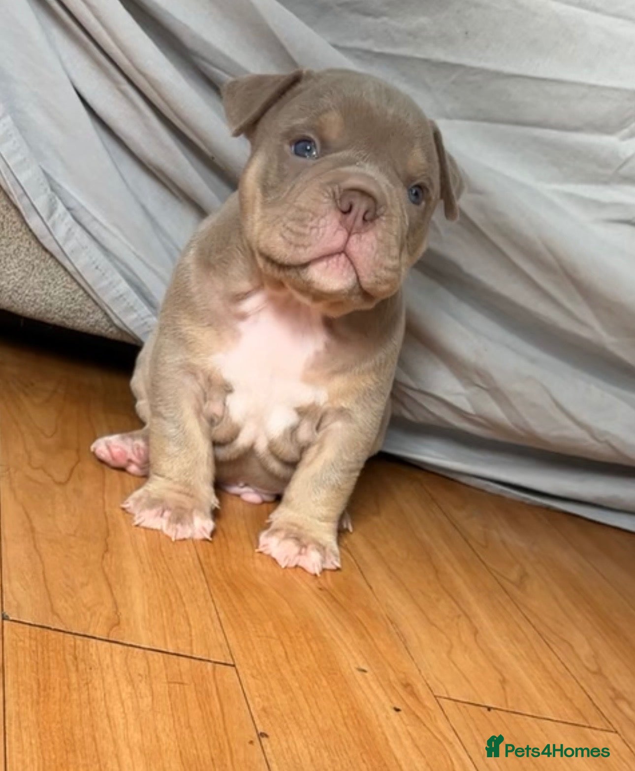 American Bully dogs micro bully  - Advert 11
