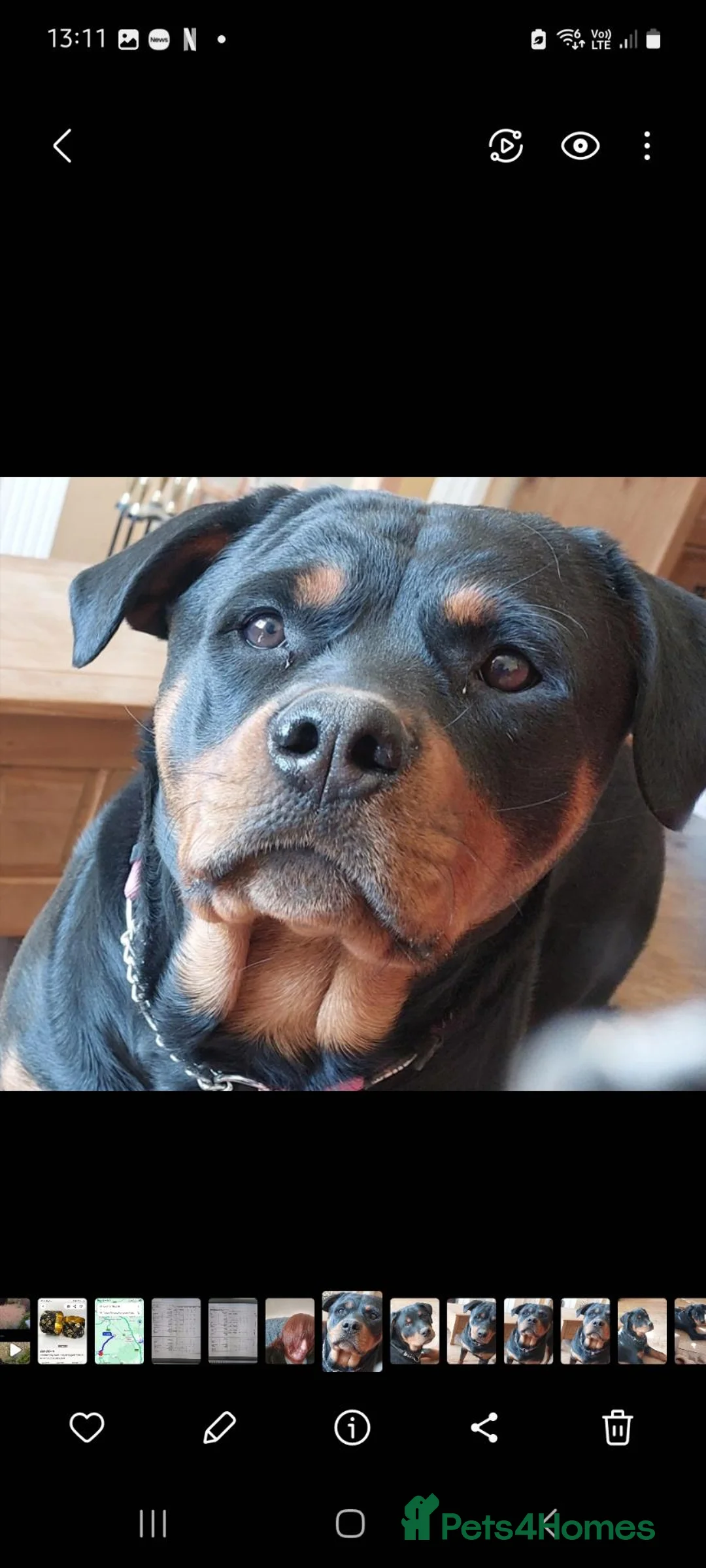 Rottweiler dogs for sale: KC  REGISTERED Chunky bold pups - Advert 2