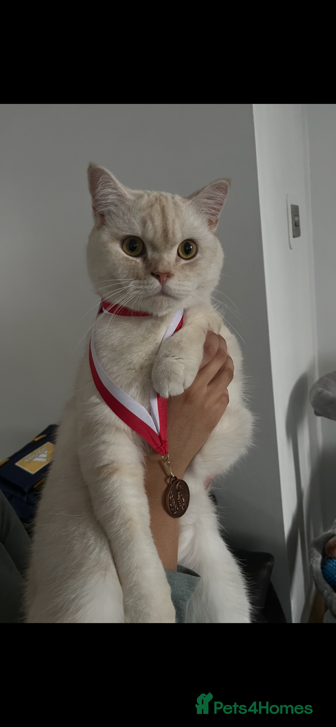 British Shorthair cats for sale: BRITISH SHORTHAIR X CHINCHILLA (FREE) - Advert 3