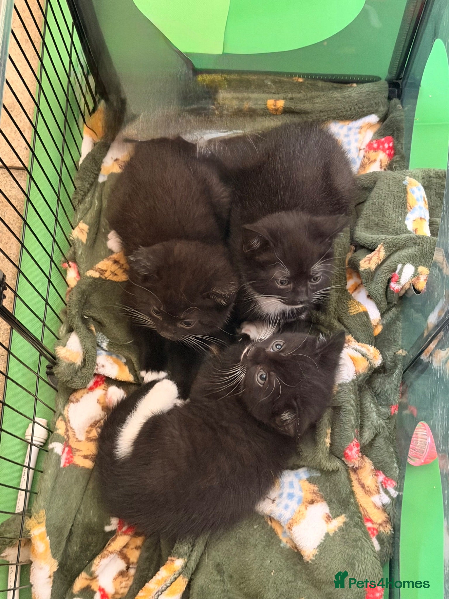Mixed Breed cats Ready Now British Shorthair Cross Kittens 🐱🐾 - Advert 24