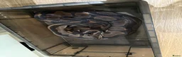 Python Snake reptiles for sale: Royal ball python and set up.  in Hemel Hempstead - Advert 6