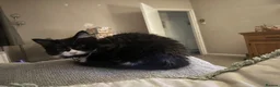 British Longhair cats for sale: Beautiful tuxedo long hair girl - Advert 10