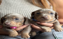 Miniature Dachshund dogs for sale: Kennel club registered dachshund puppys PRA clear  - Image 23