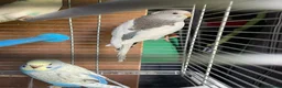 Budgerigars birds for sale: Baby budgies for sale  - Advert 12
