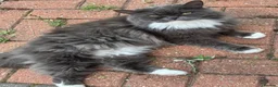 British Longhair cats for sale: Two British Blue longhair siblings - Advert 3
