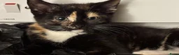 Mixed Breed cats for sale: The Most Adorable Kittens - Advert 32