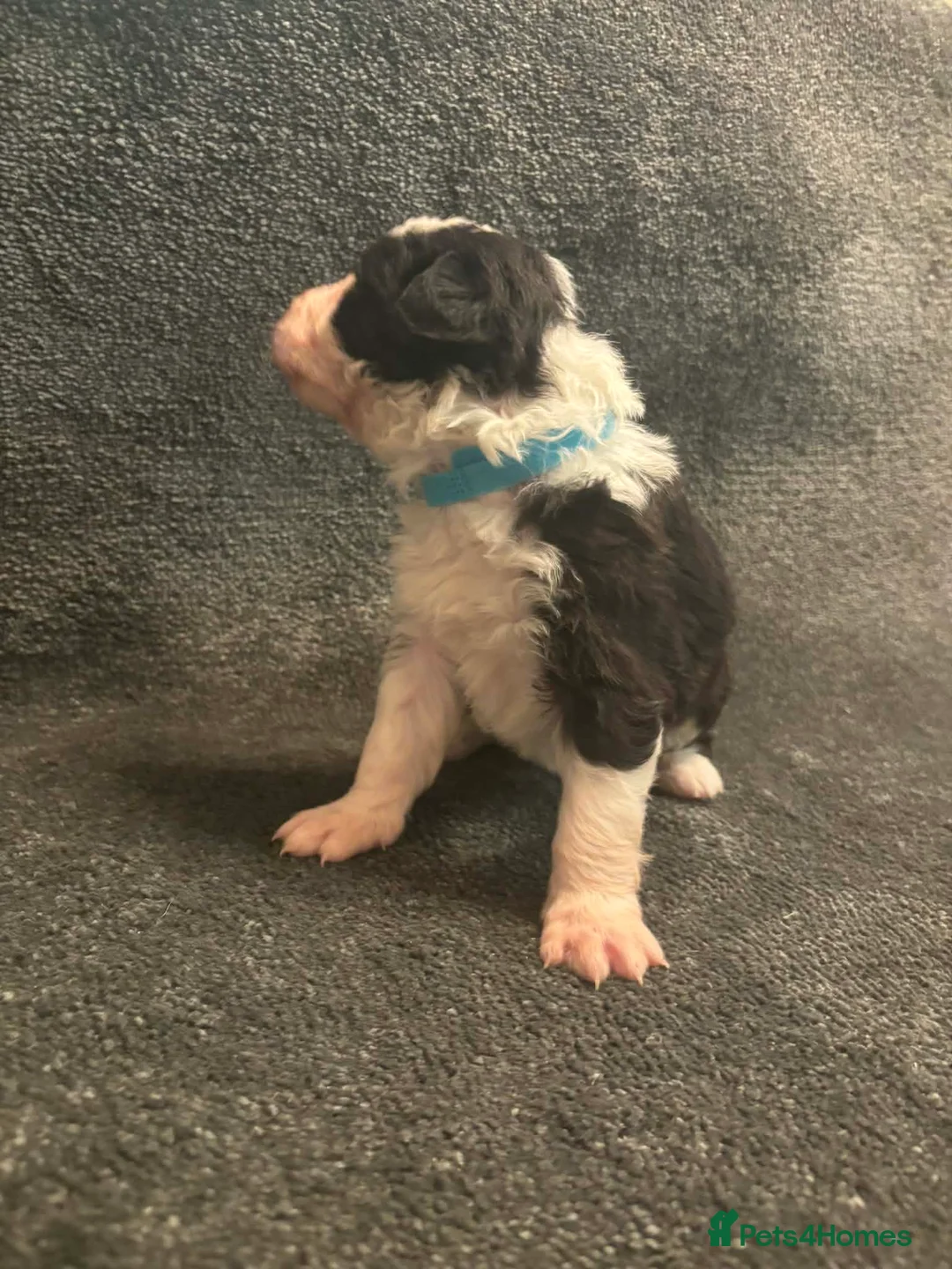 Border Collie dogs for sale: 8 Gorgeous Border Collie Puppies for Sale  - Advert 3