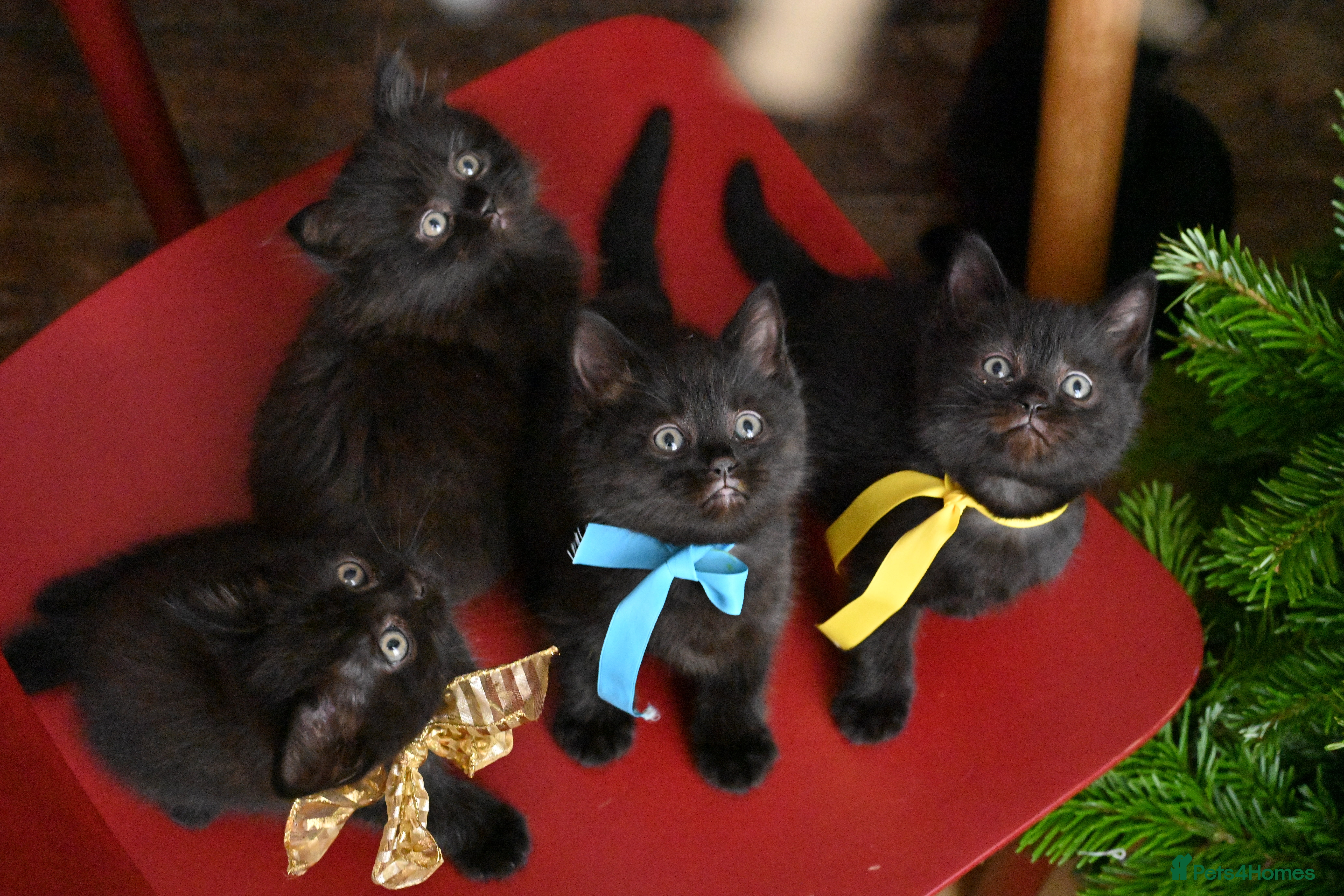 British Shorthair cats British Shorthair x Persian Kittens Available Now! - Advert 8