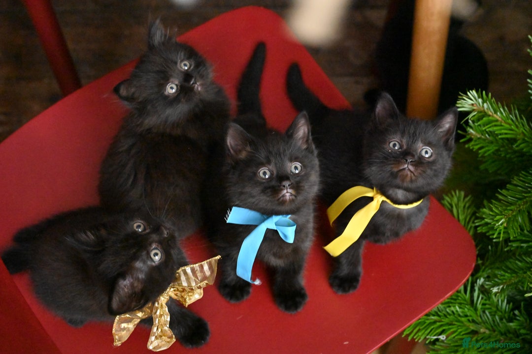 British Shorthair cats for sale: British Shorthair x Persian Kittens Available Now! - Advert 1